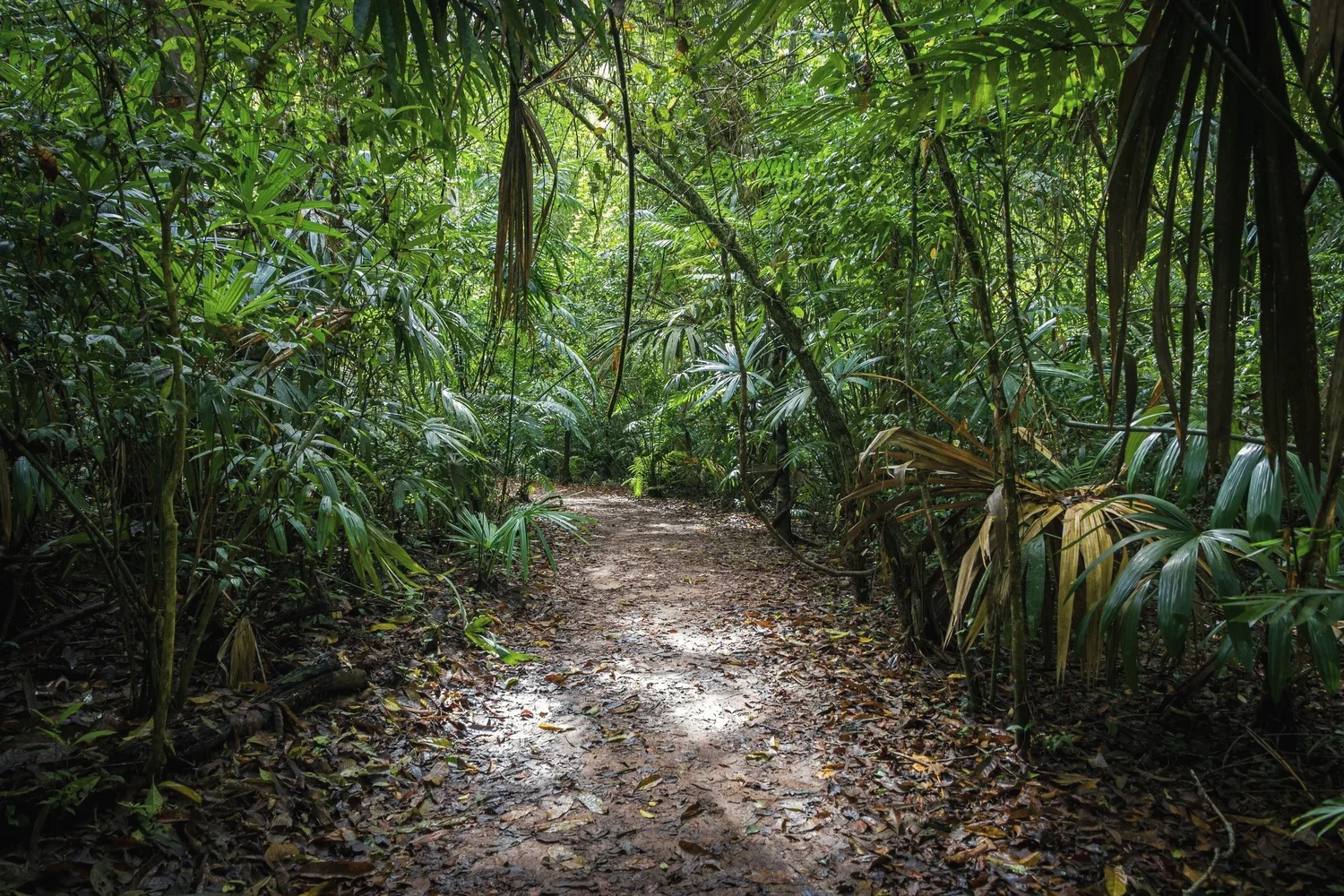A dirt trail in a dense, tropical rainforest with lush green foliage on both sides, and sunlight filtering through the trees.