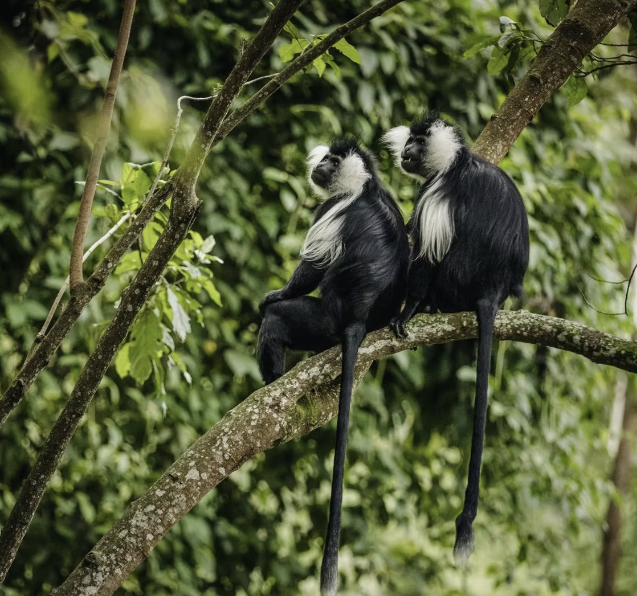 Monkeys & primate tracking in Rwanda