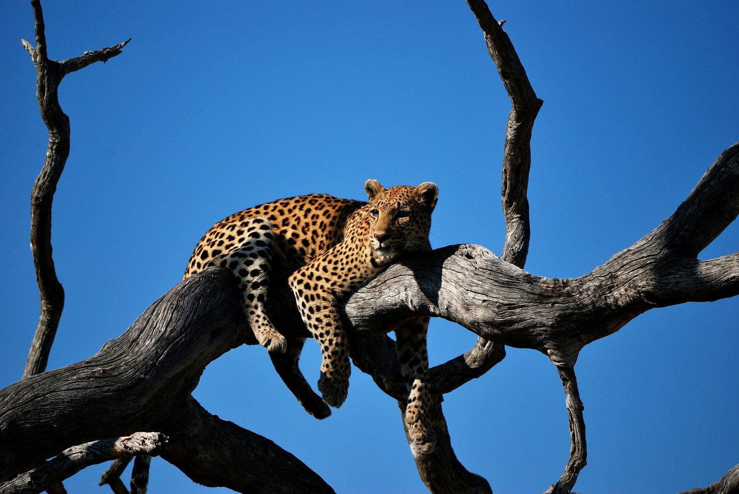 Chobe National Park