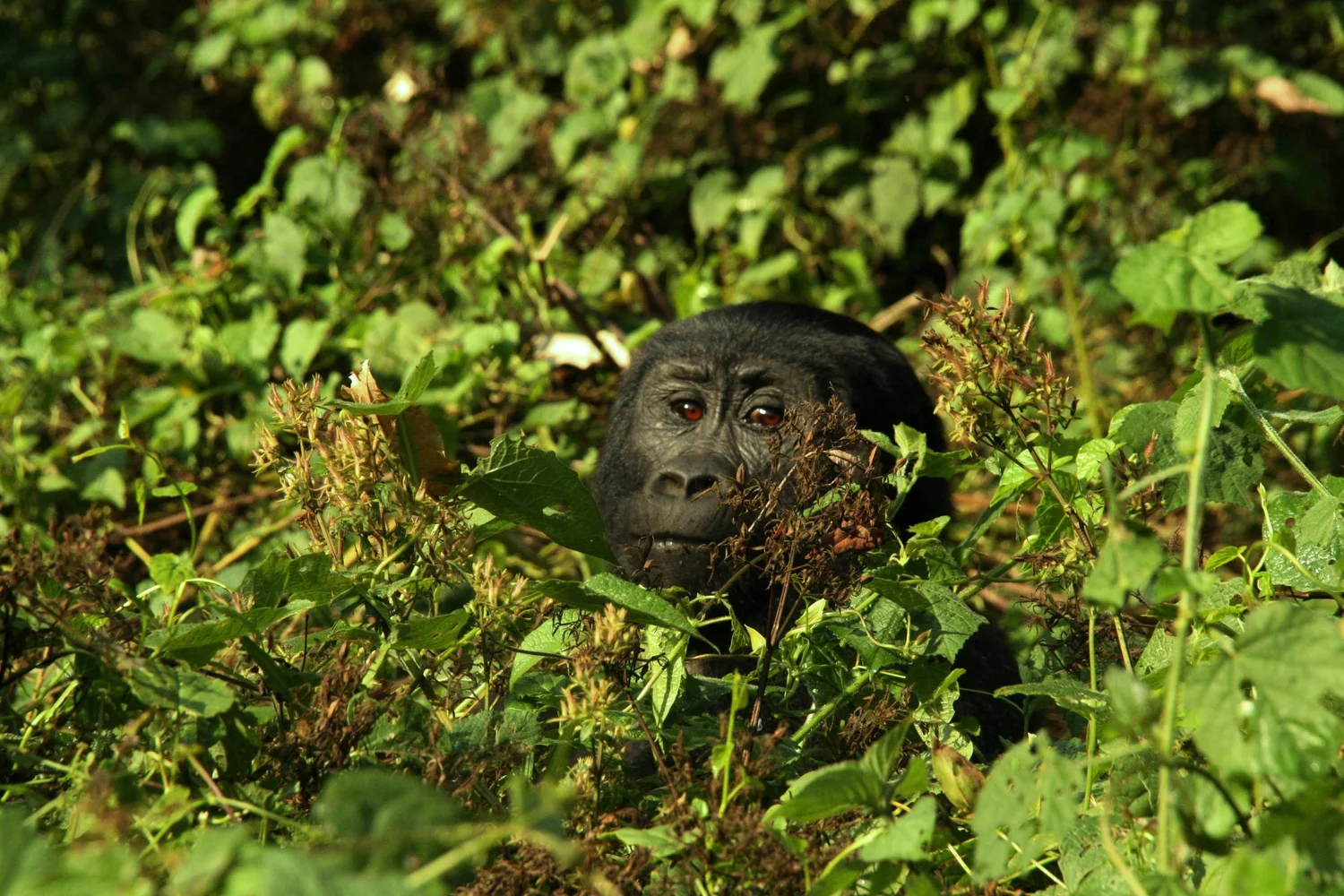 Bwindi Impenetrable Forest National Park