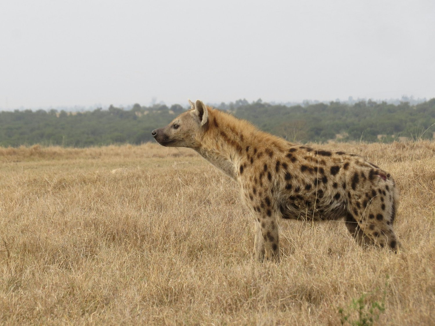 Ol Pejeta Conservancy