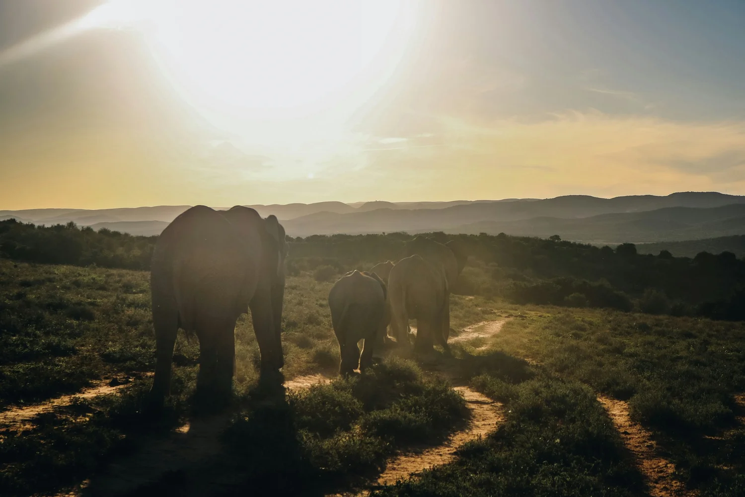 Addo Elephant National Park