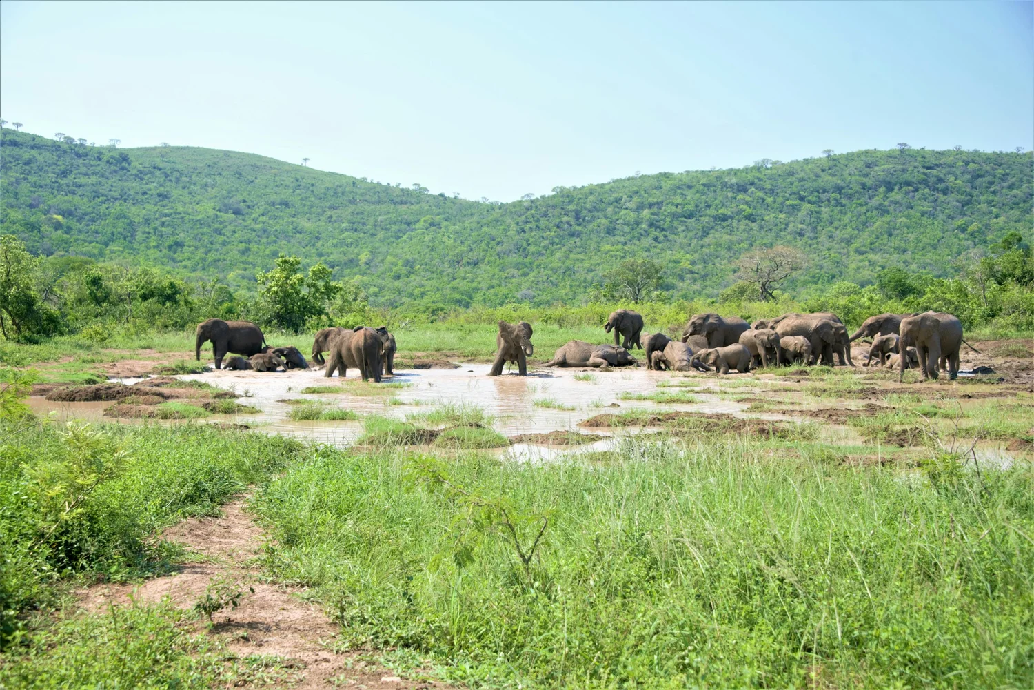 Mole National Park