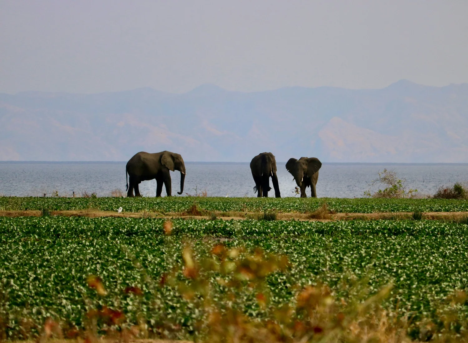 Matusadona National Park