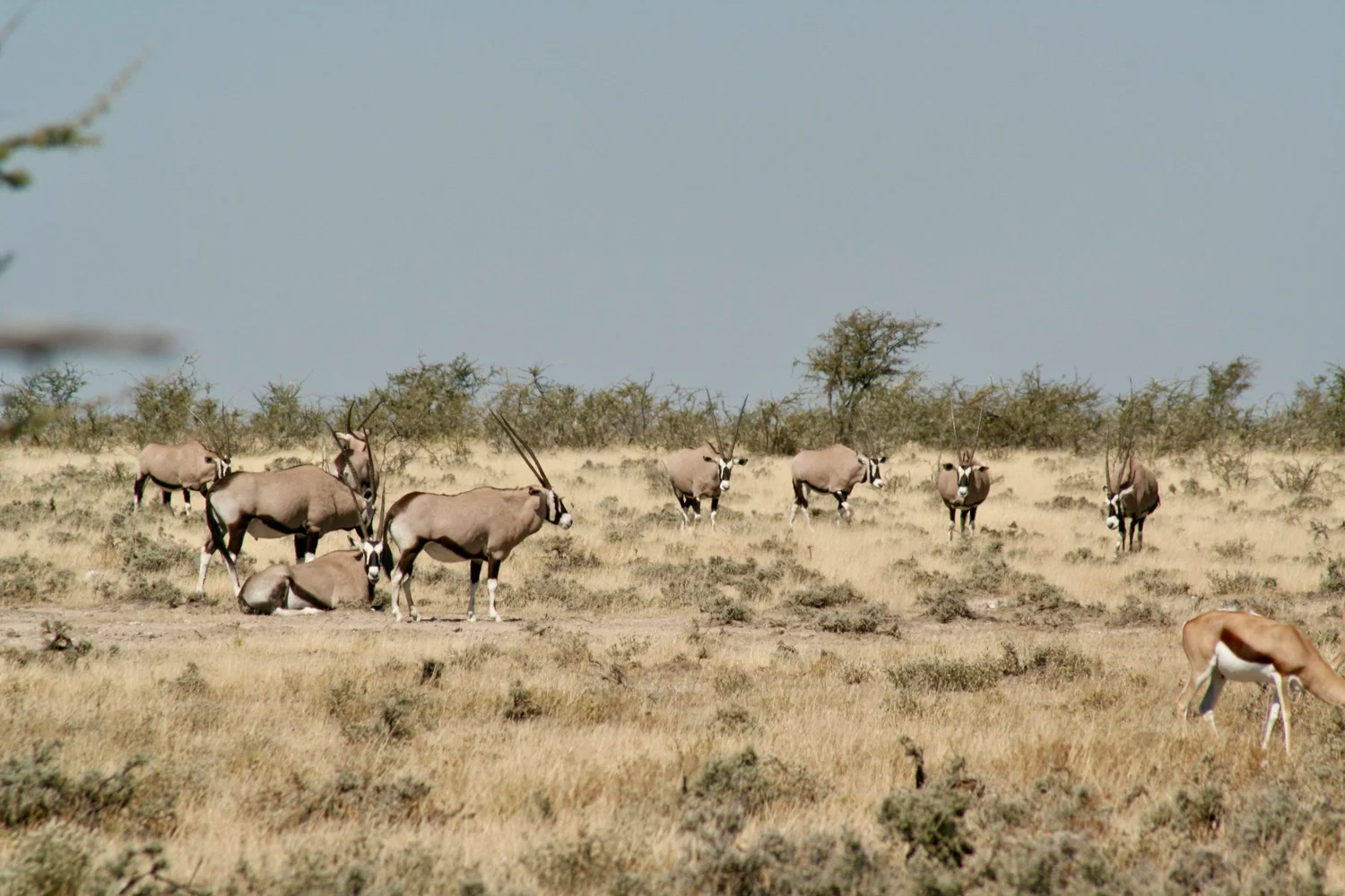 Central Kalahari Game Reserve