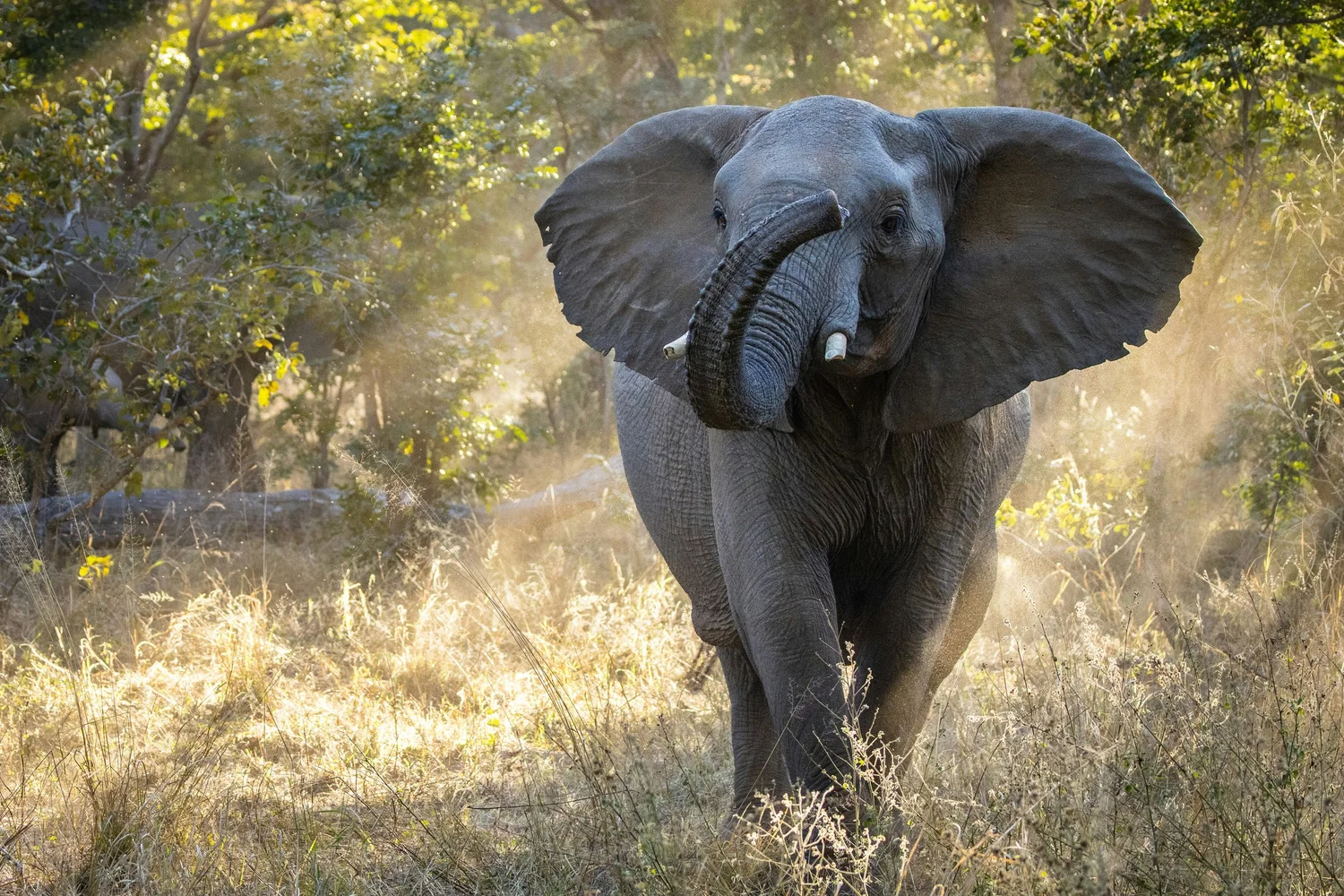 Mana Pools National Park