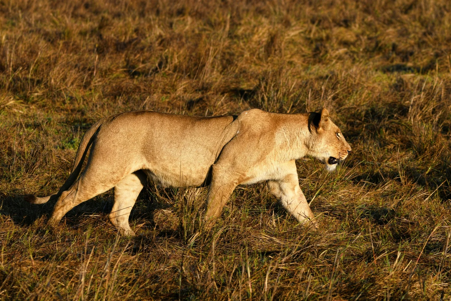 Kafue National Park