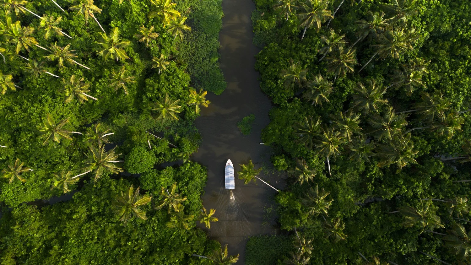 An overhead view of a boat moving through a narrow waterway in a dense tropical jungle filled with tall palm trees and lush greenery.