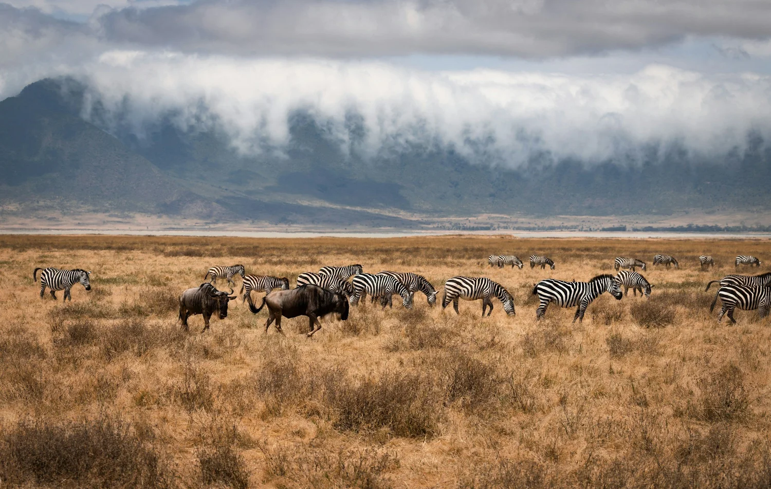 A herd of zebras and two wildebeests grazing on dry grass in a vast plain with mountains and cloudy sky in the background.