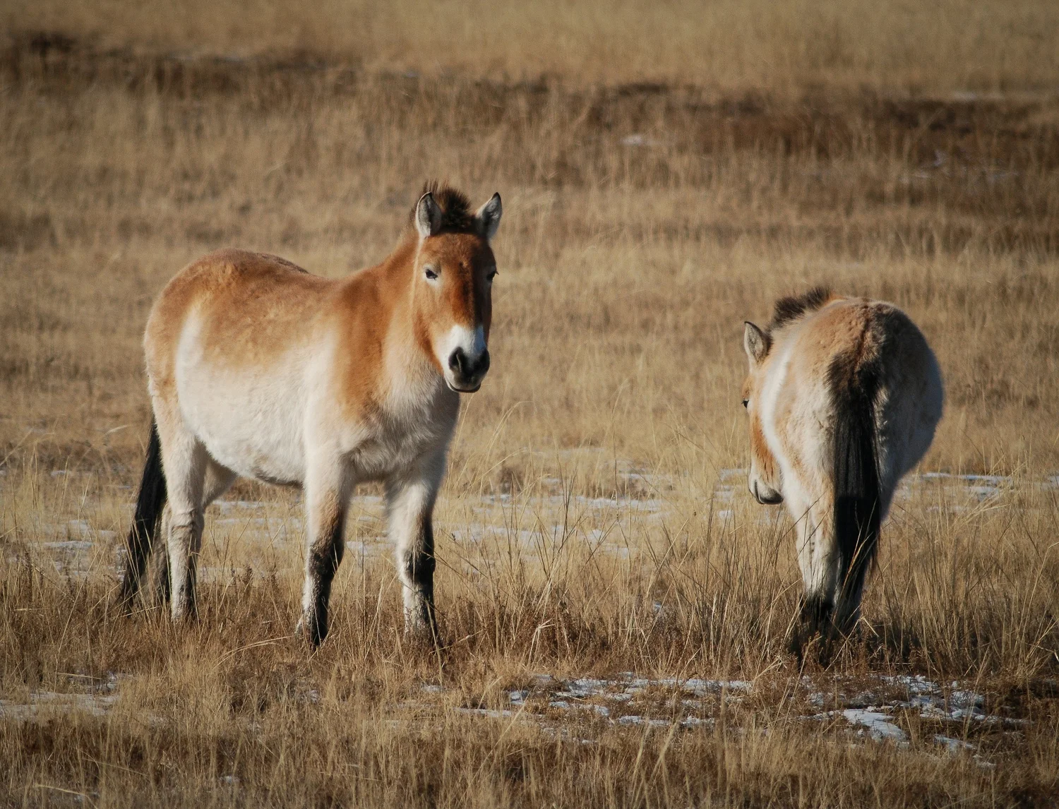 Khustai National Park