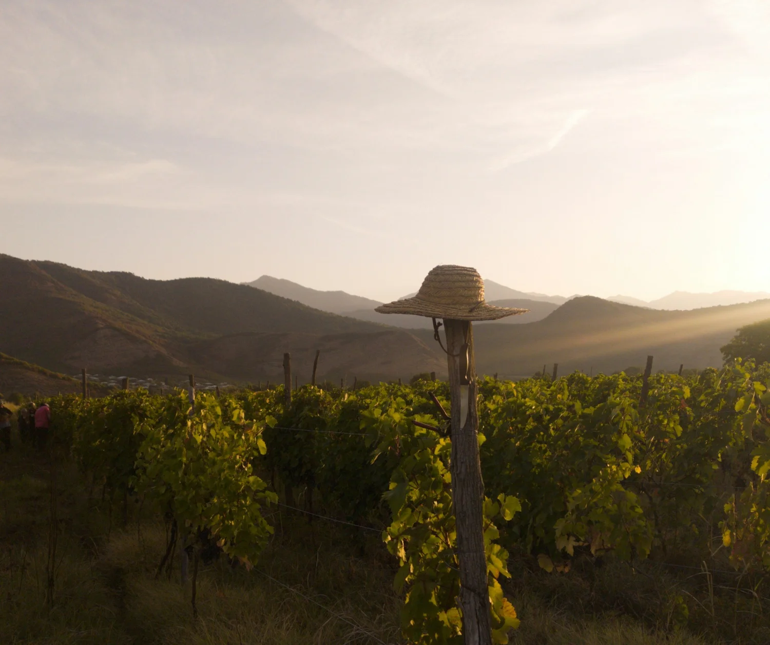 Kakheti Wine