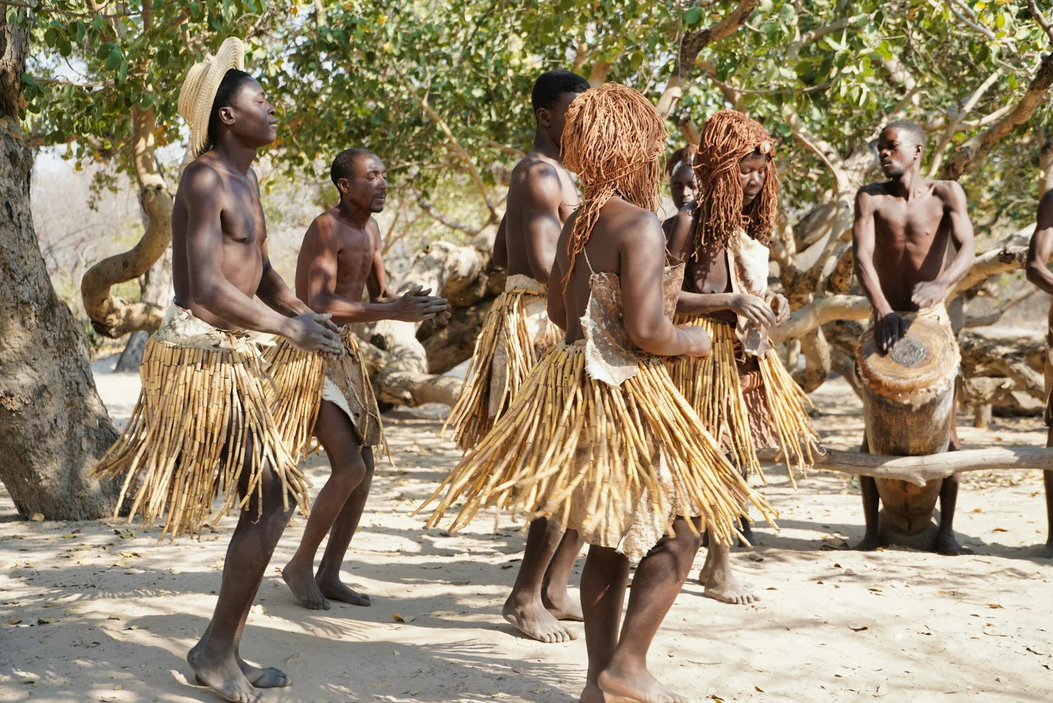 Group of indigenous African people dancing outdoors, wearing traditional grass skirts with some playing drums, near trees.
