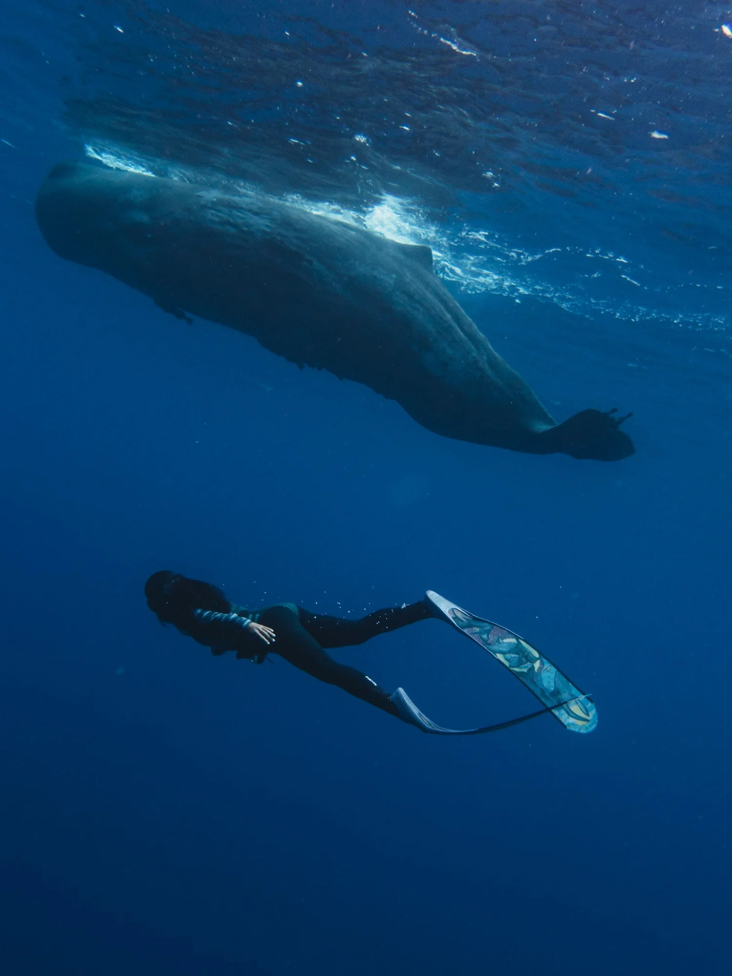 A person in a wetsuit diving underwater with a whale swimming above.