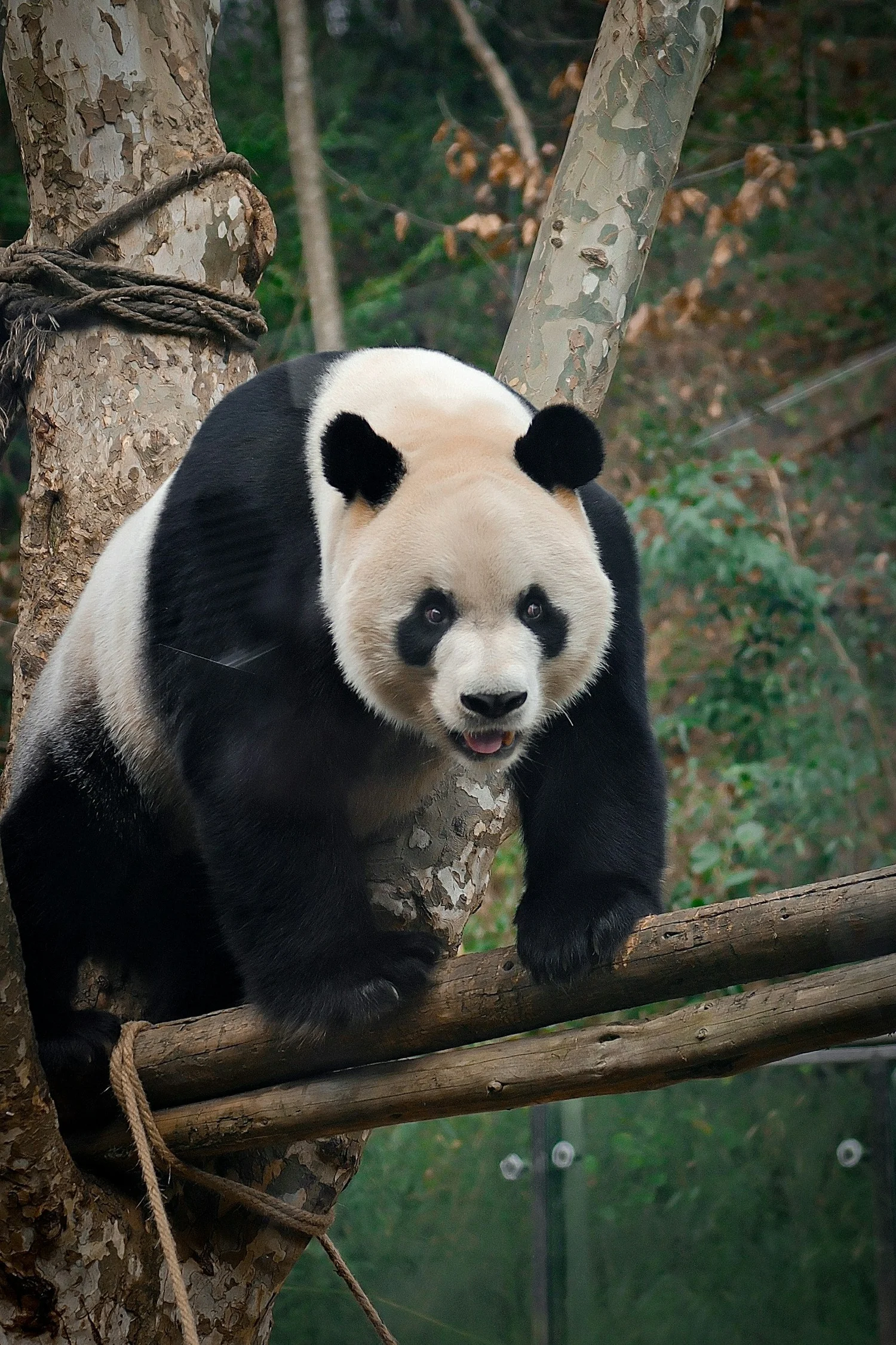 A panda bear climbing a tree in a forested area.
