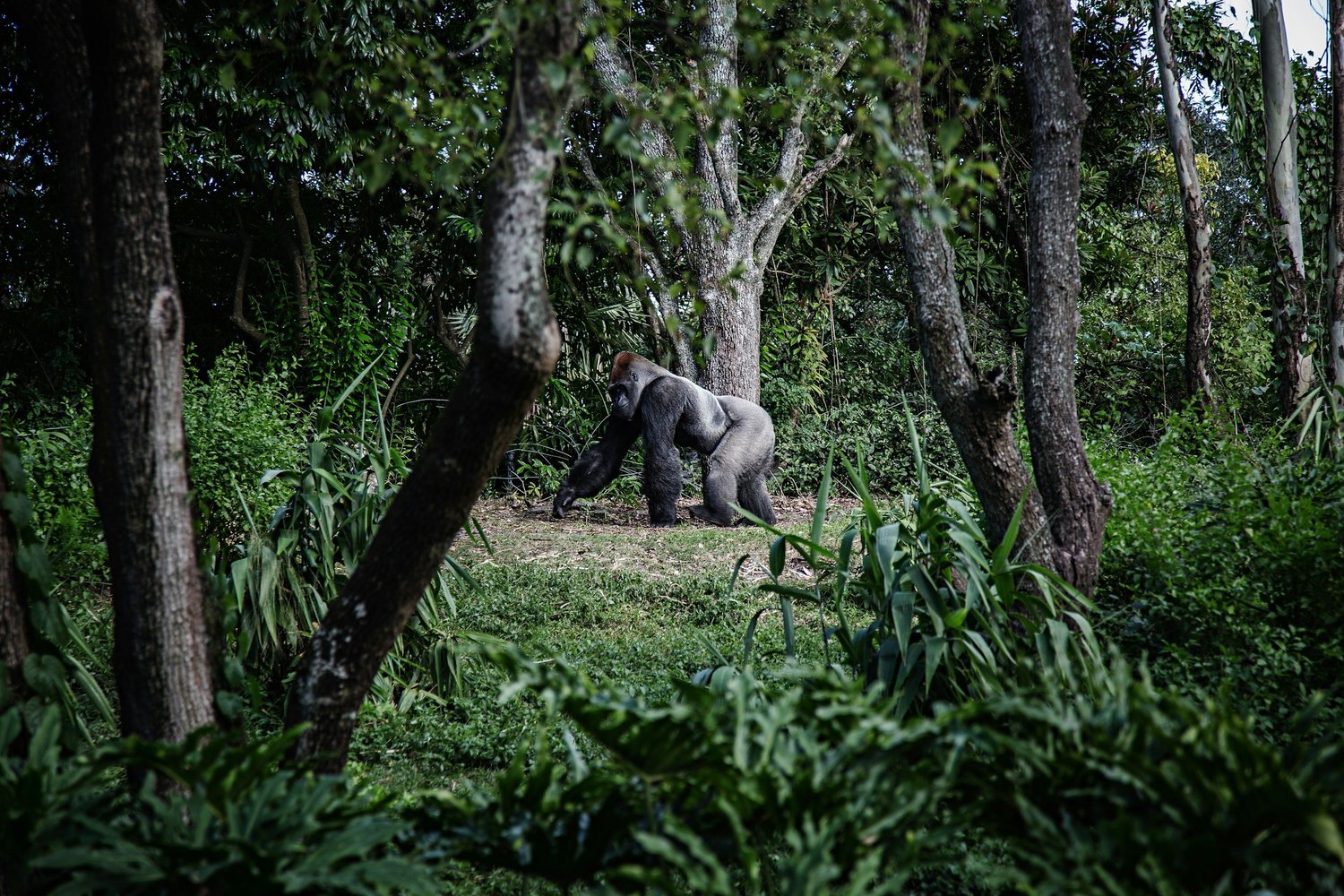 Gorilla in Congo -  Hyperlocal Congo