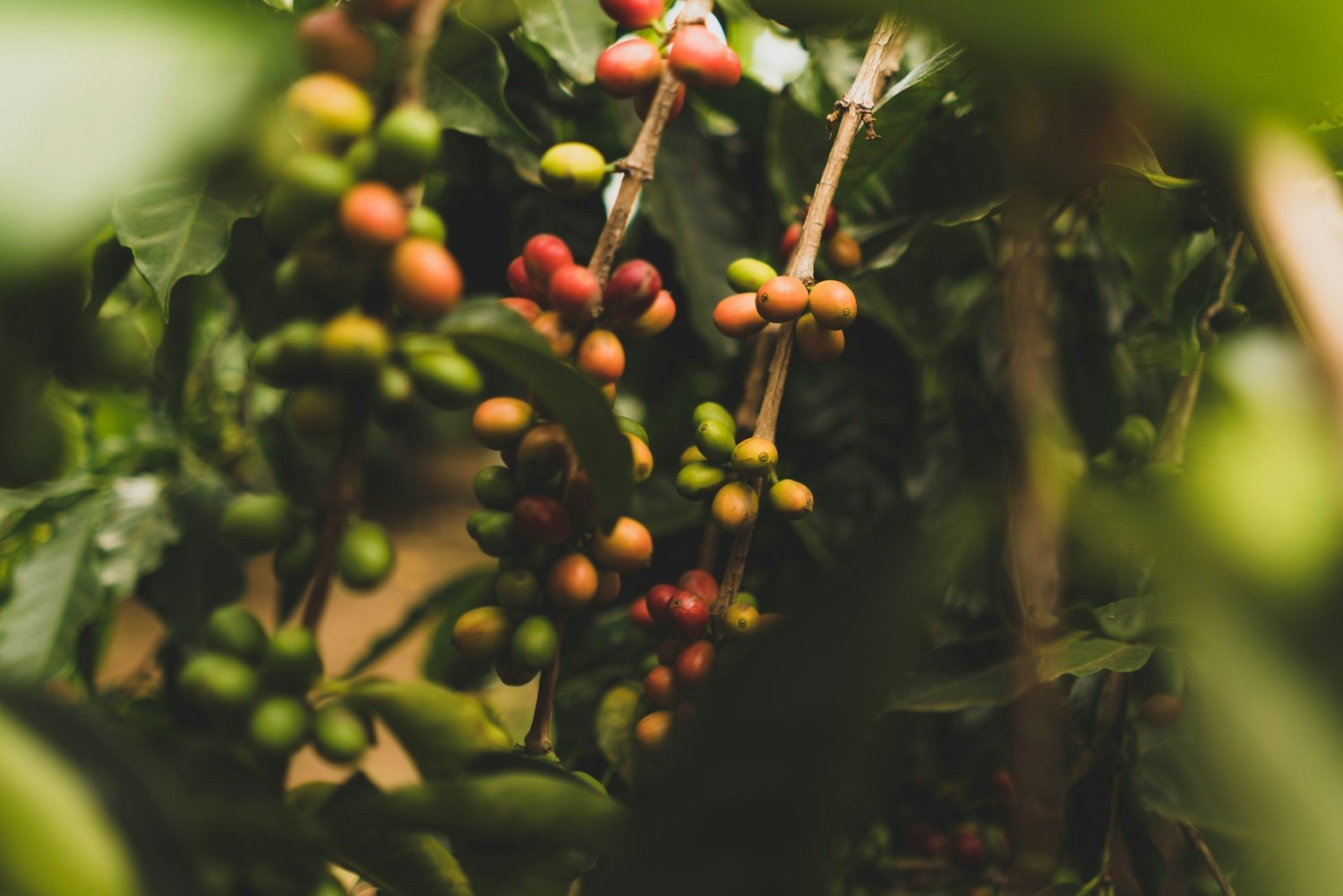 Coffee Plant - Hyperlocal Rwanda