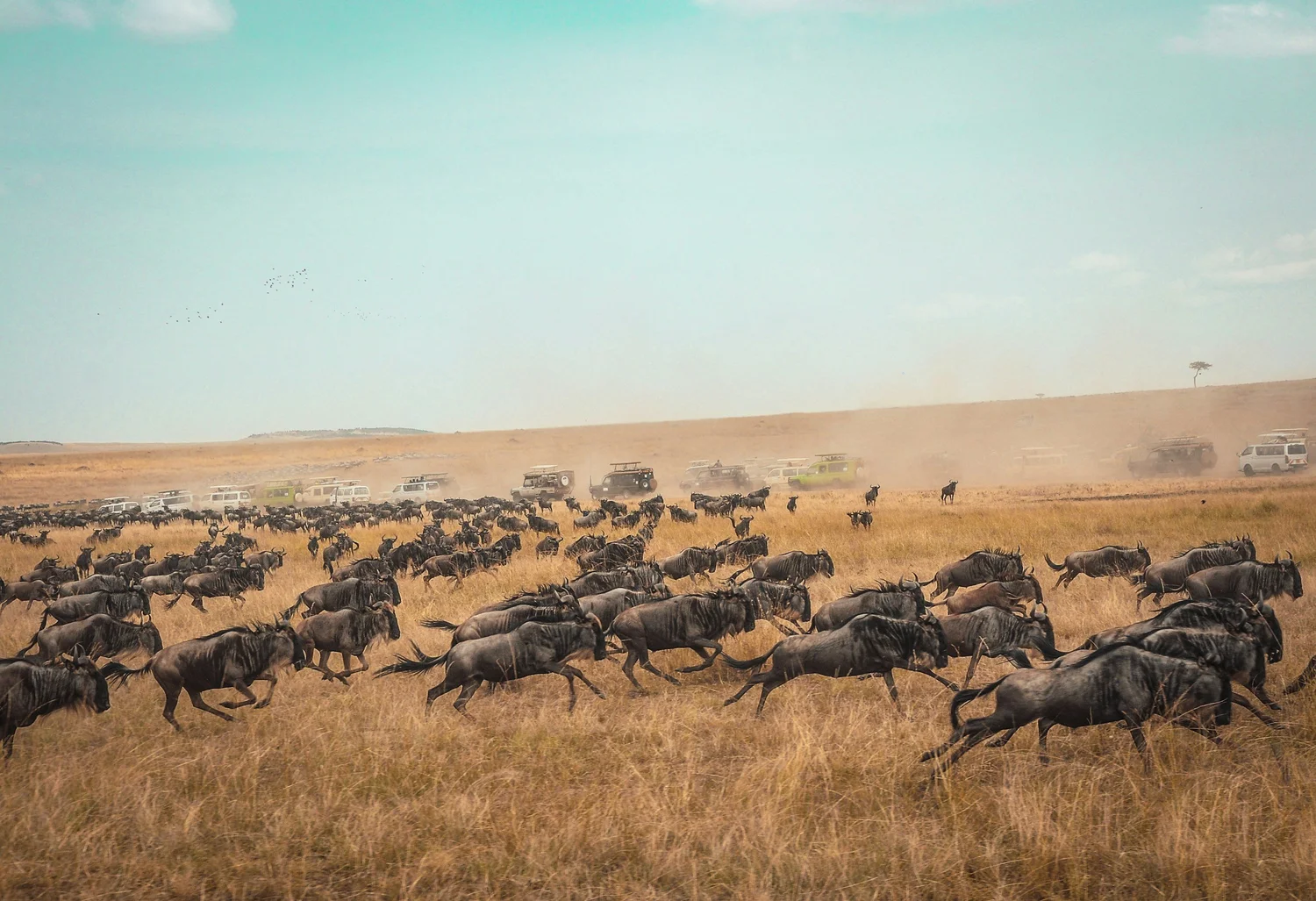 Panic and Dust: The Raw Reality of the Mara Crossing