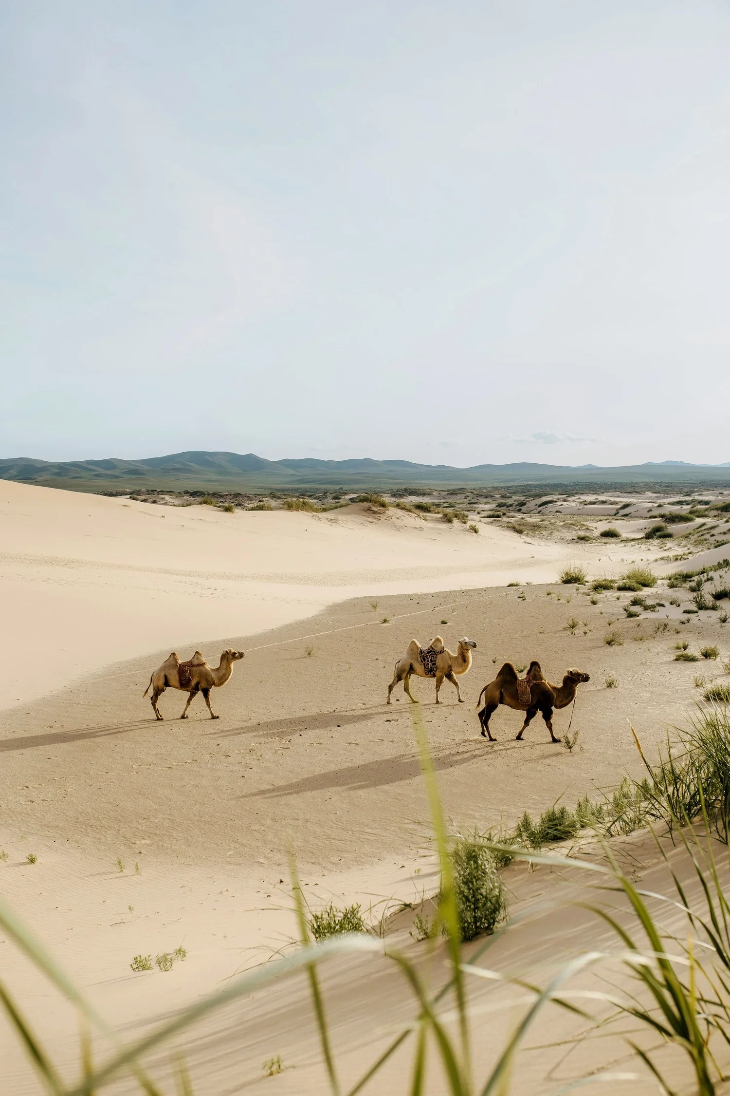 A desert landscape with rolling sand dunes and sparse vegetation, featuring three camels walking across the sand under a cloudy sky.
