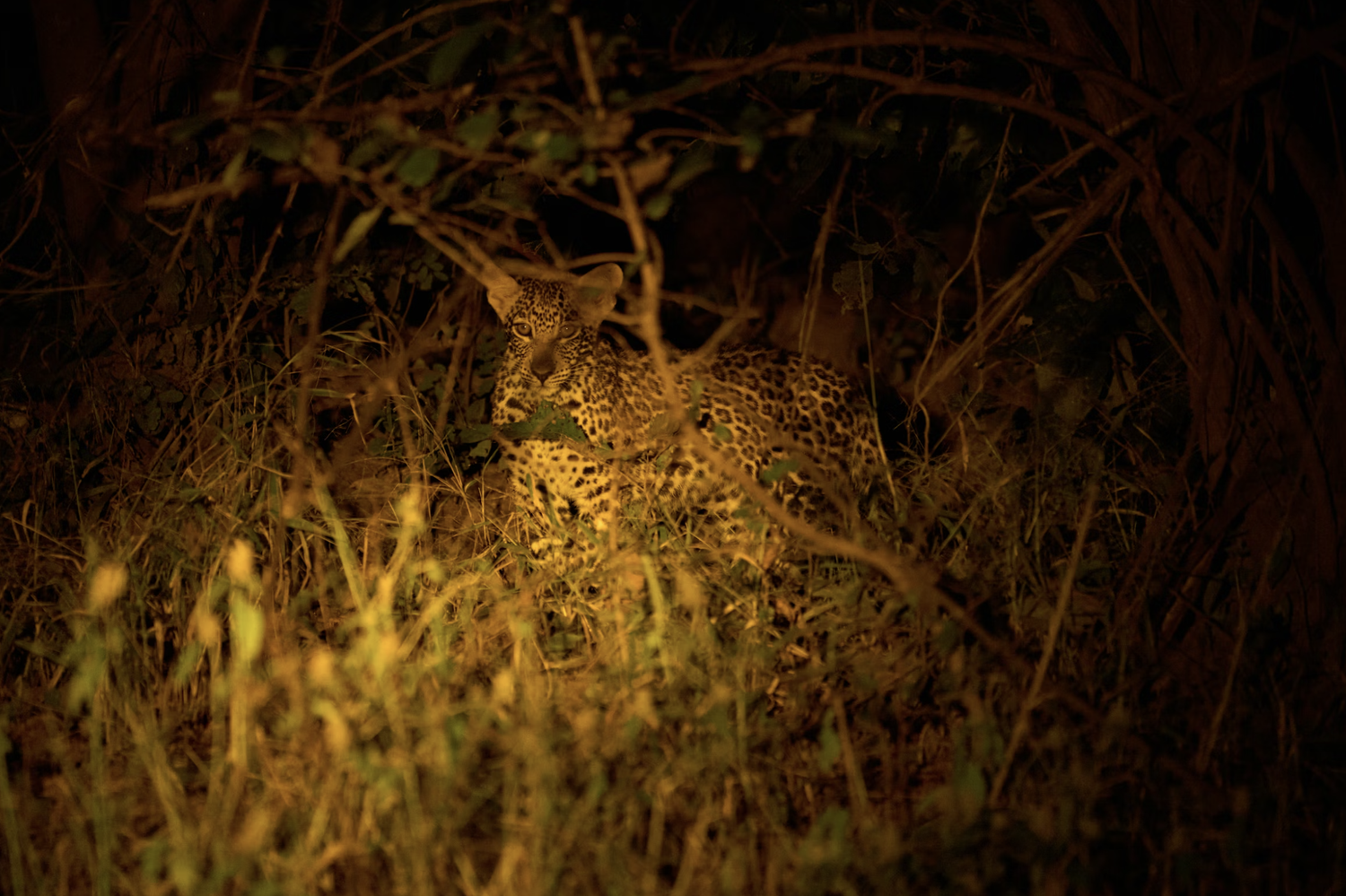 Rwanda Night Safari