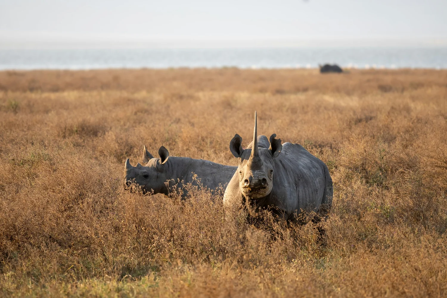 Two Rhinos in Ngorongoro crater - Hyperlocal Safari