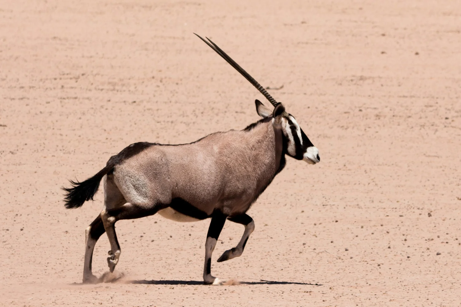 A desert scene with a combination of a horse and a unicorn, featuring the body of a horse and a long, straight horn on its forehead.