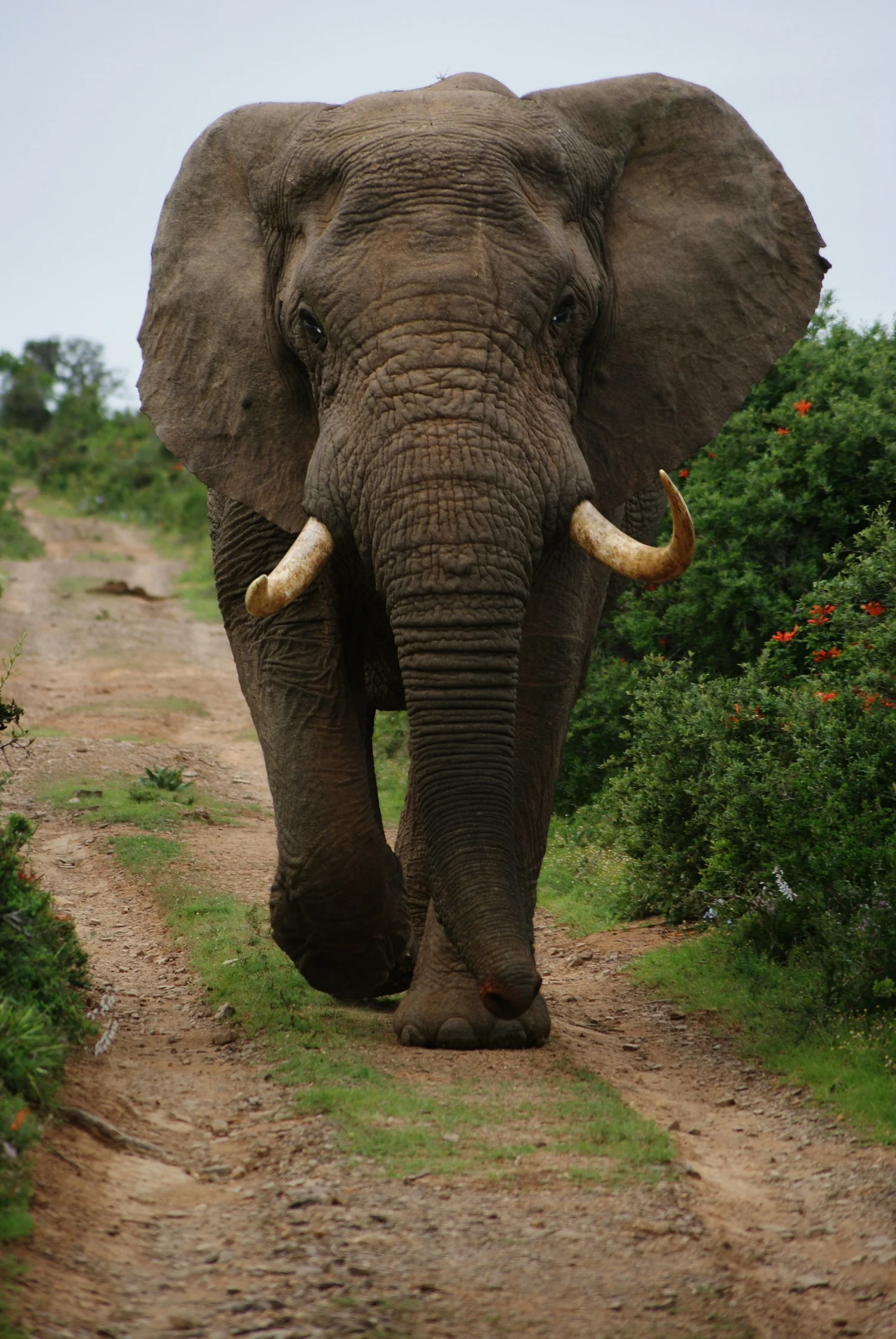 A large adult elephant walking on a dirt path surrounded by green bushes with red flowers.