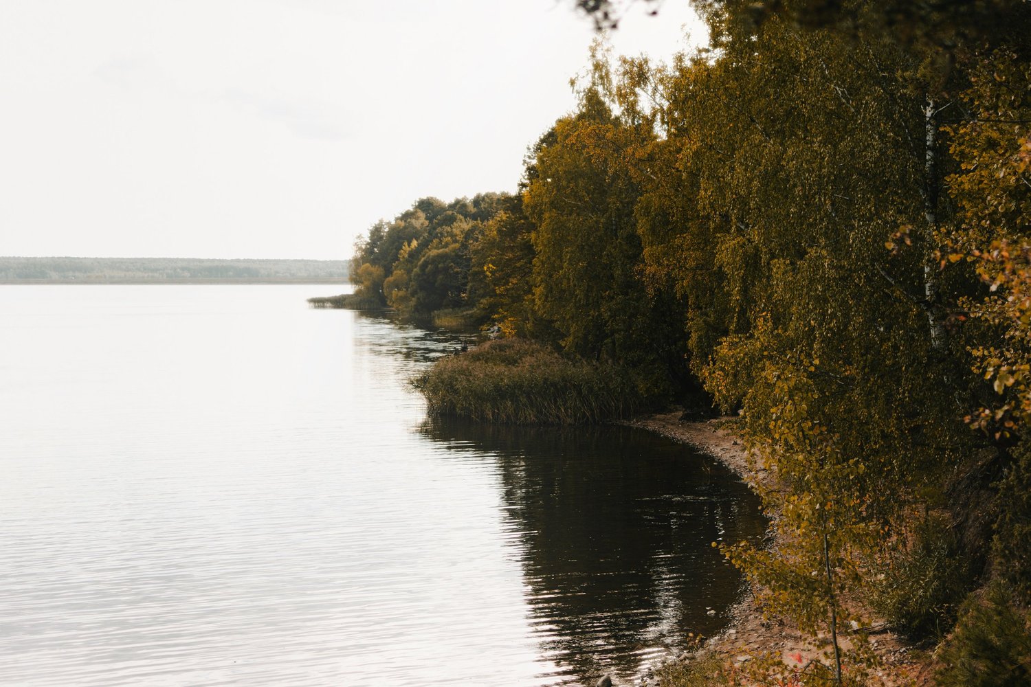 A lakeshore with calm water and fall-colored trees lining the shore.