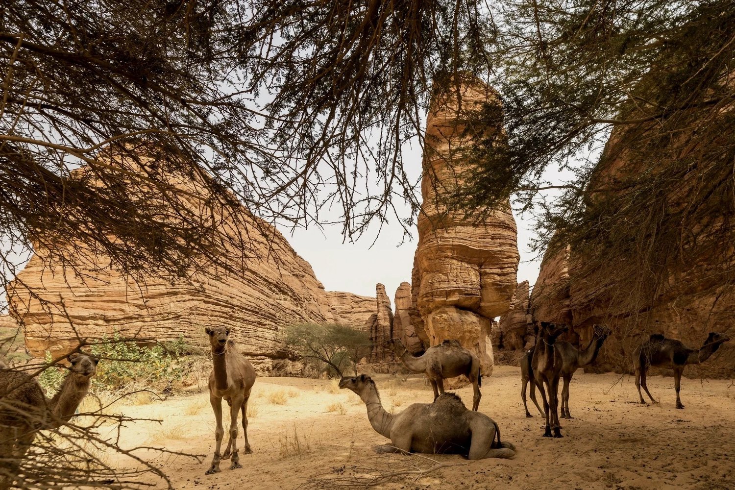 Group of camels resting in a desert surrounded by large rock formations and sparse trees.