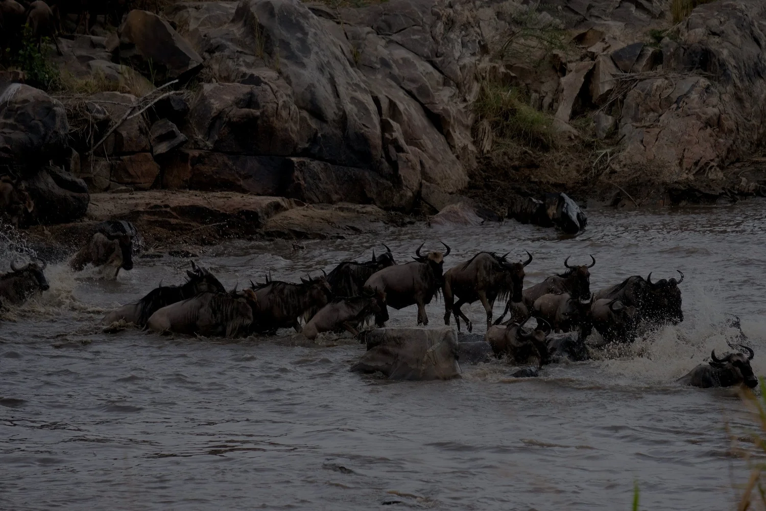 A herd of wildebeest crossing a river in a natural habitat with rocks and sparse vegetation.