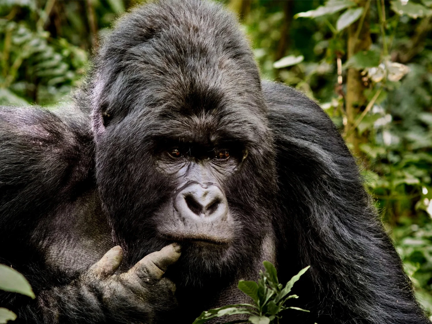 Close-up of a thoughtful adult gorilla with dark fur and expressive eyes, holding its hand near its mouth in a lush green jungle.