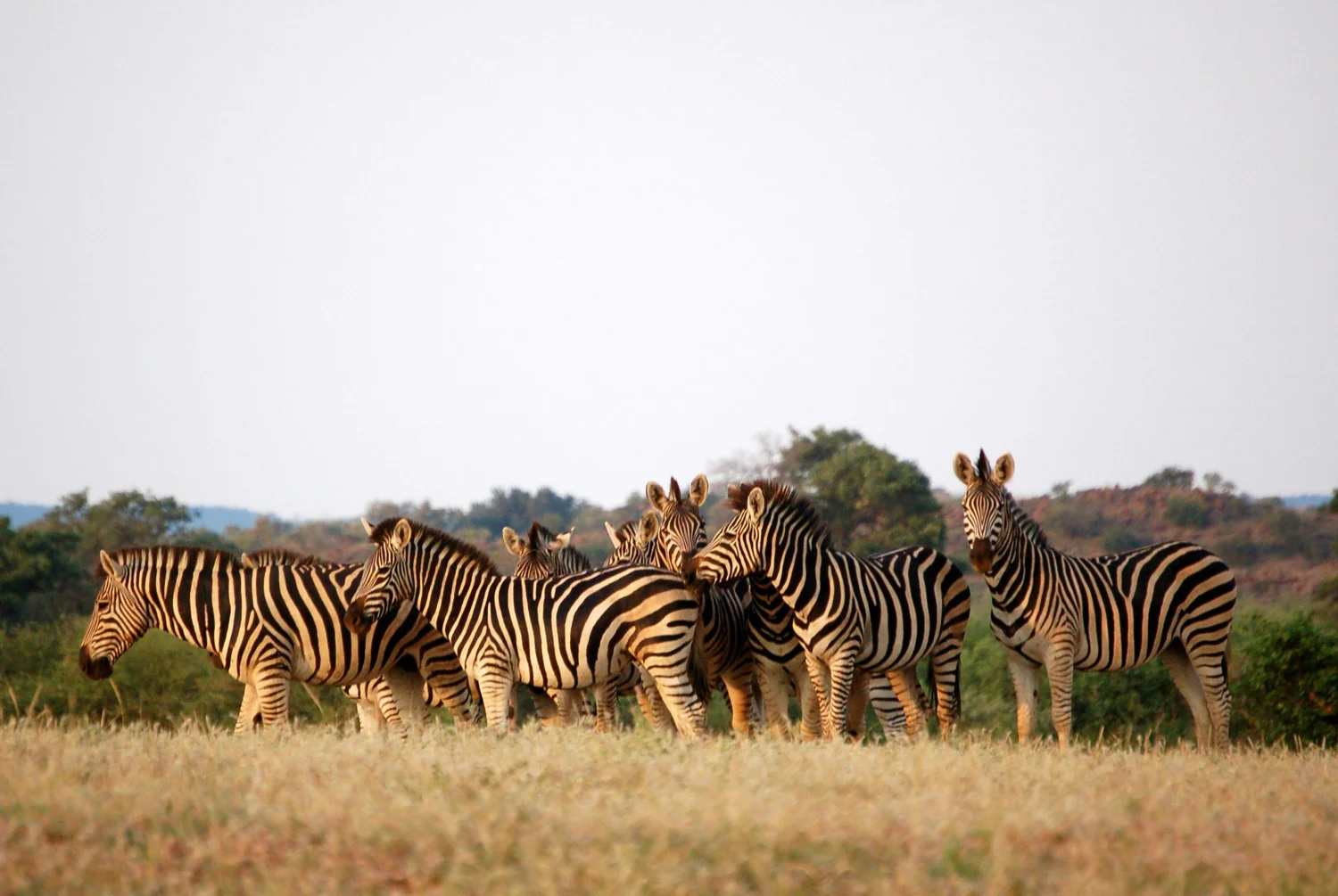 A group of zebras standing in a grassy field with trees and hills in the background.