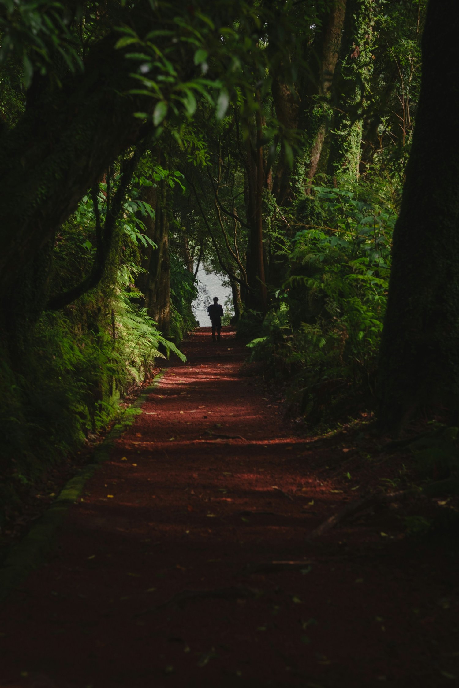 A person walking on a shaded forest path surrounded by tall trees and dense green foliage.