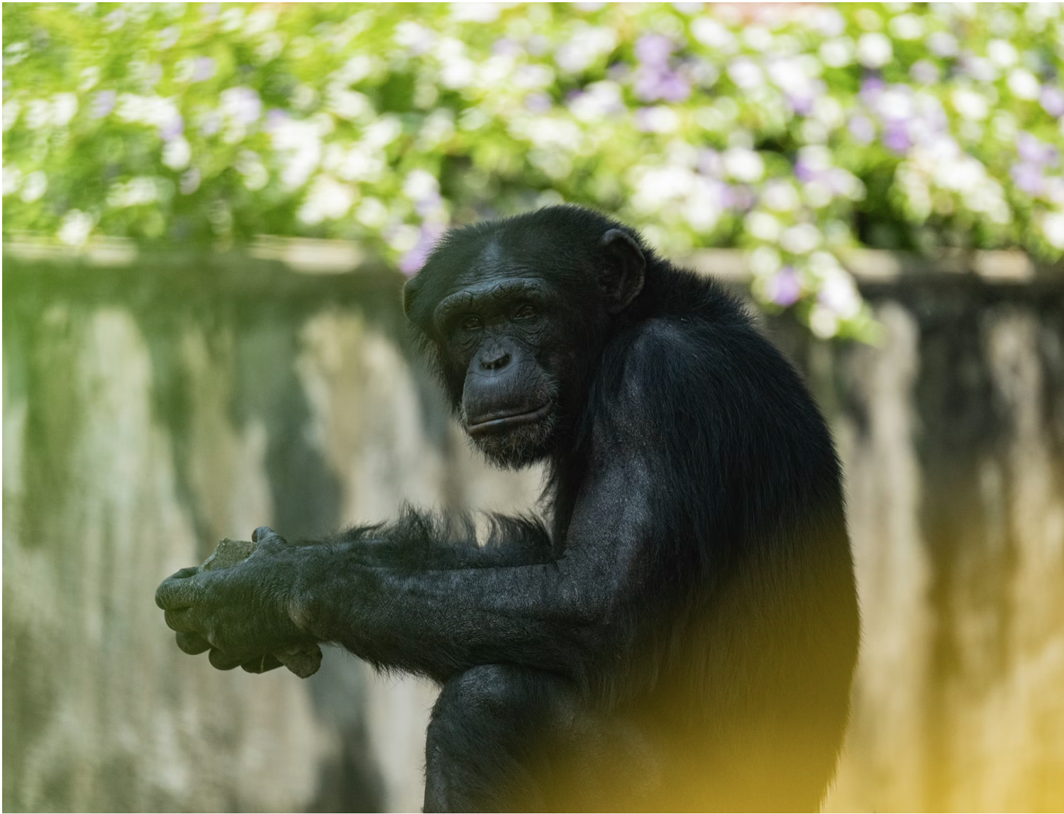 Chimpanzee Tracking in Rwanda