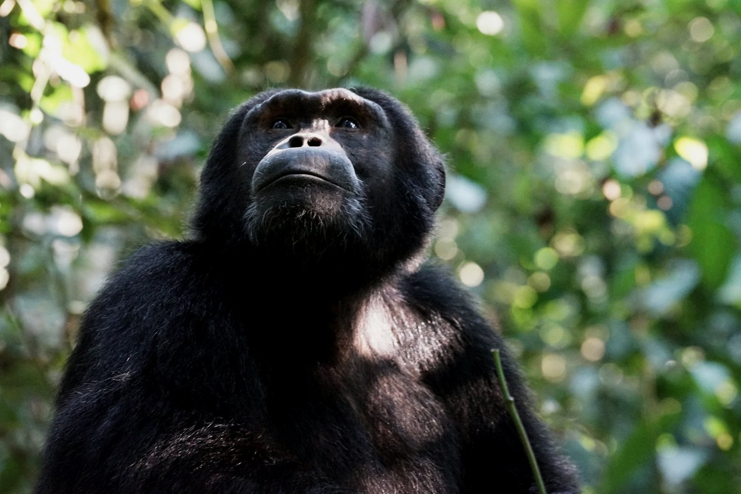 Close-up of a black gorilla looking upwards in a lush, green forest