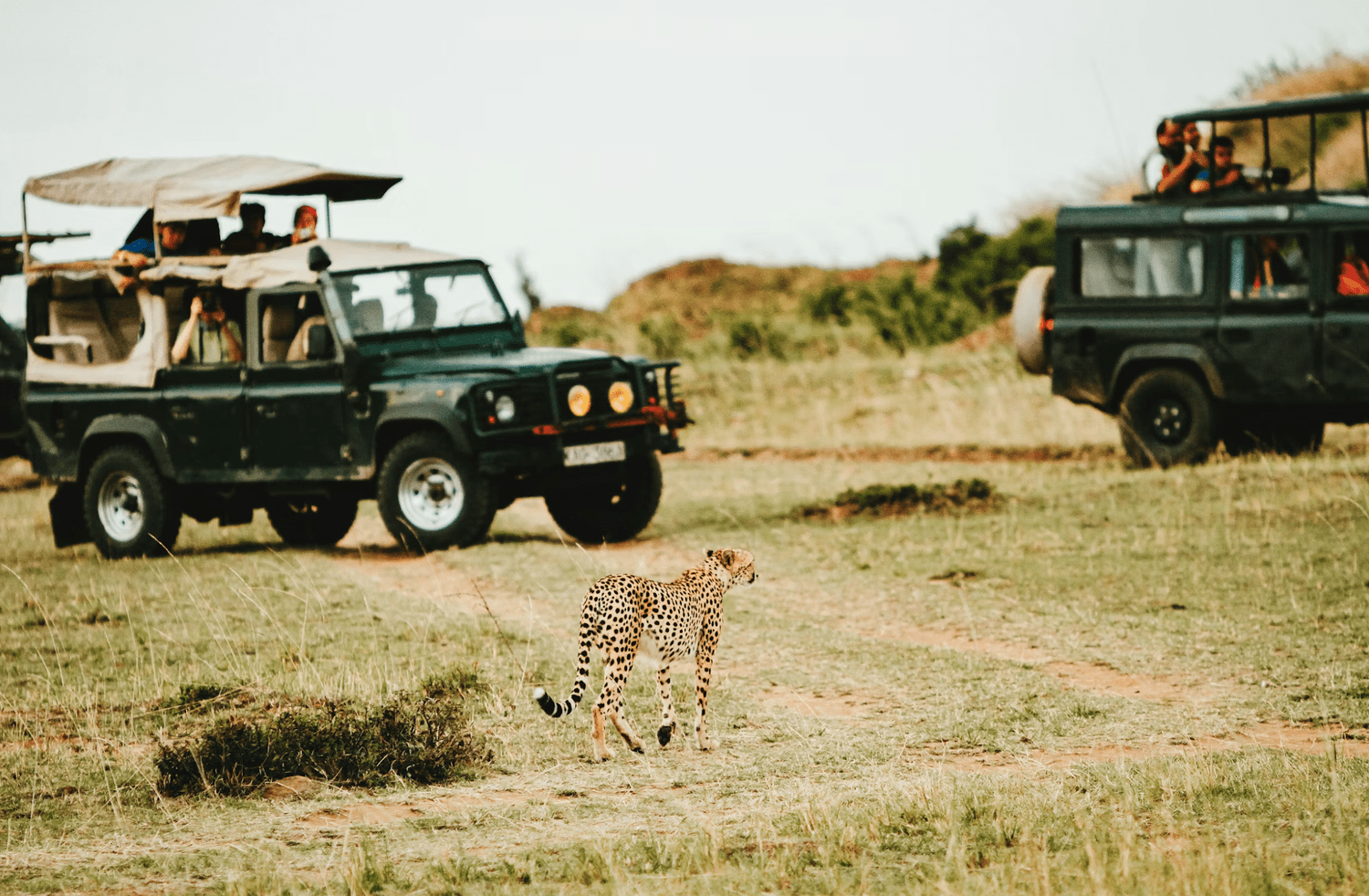 Game Drive Safari in Rwanda