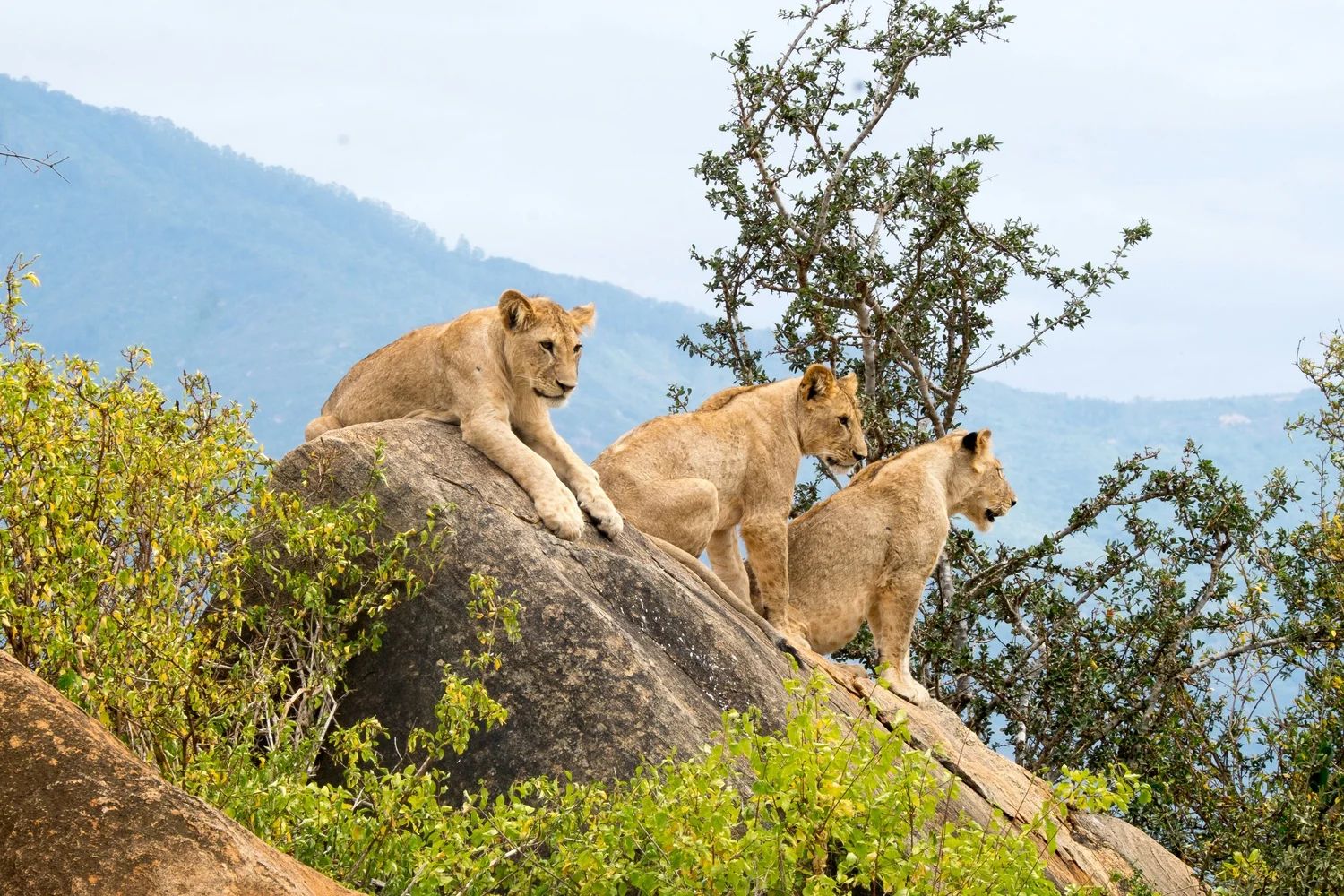 Tsavo East National Park, Tsavo, Kenya - Hyperlocal Safari