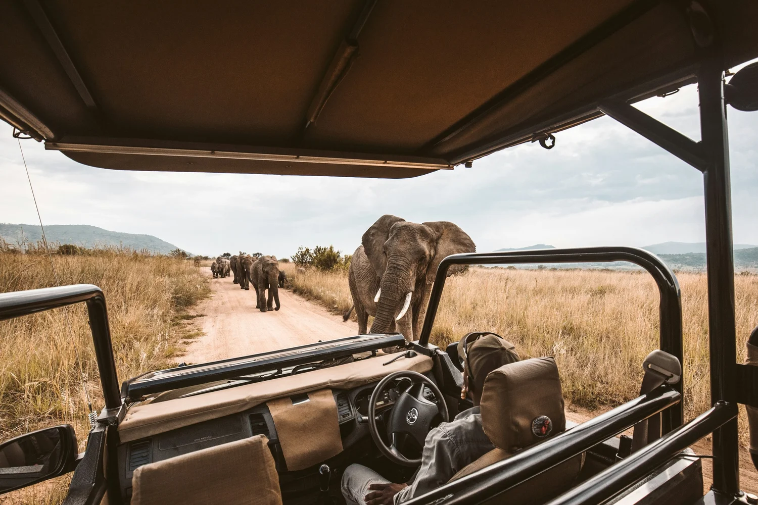 View from an open safari vehicle window showing a herd of elephants walking along a dirt road in a grassland.