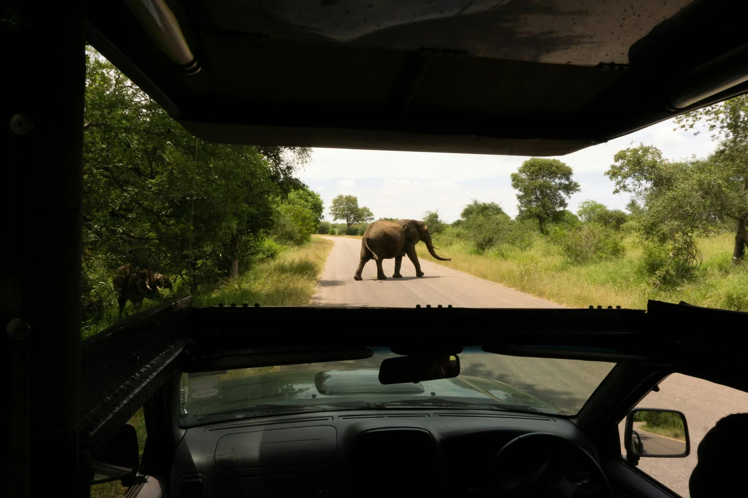 View from inside a safari vehicle showing an elephant walking across a dirt road in a grassy, wooded area.