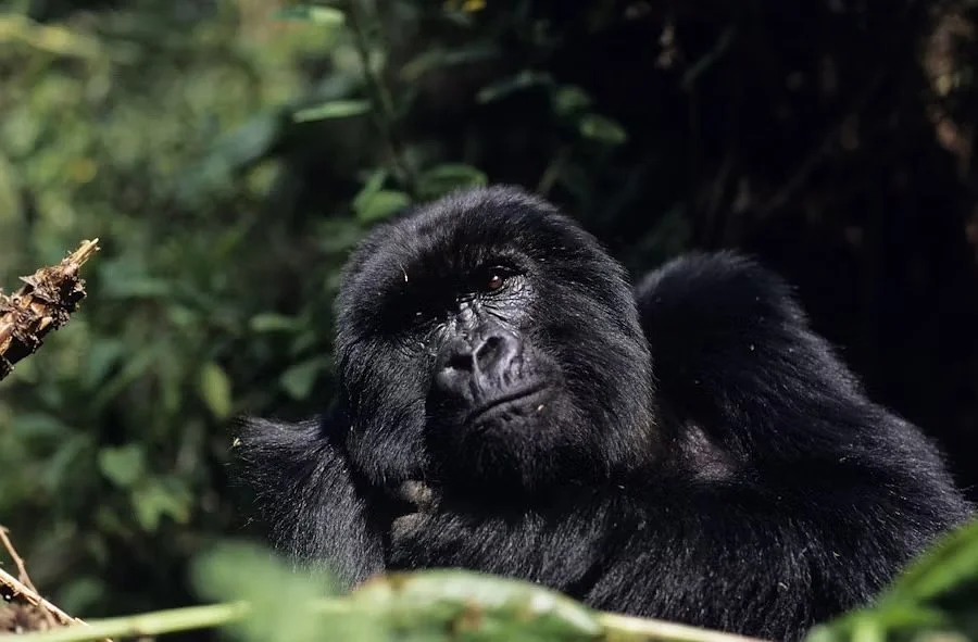Close-up of a gorilla resting in dense jungle foliage.