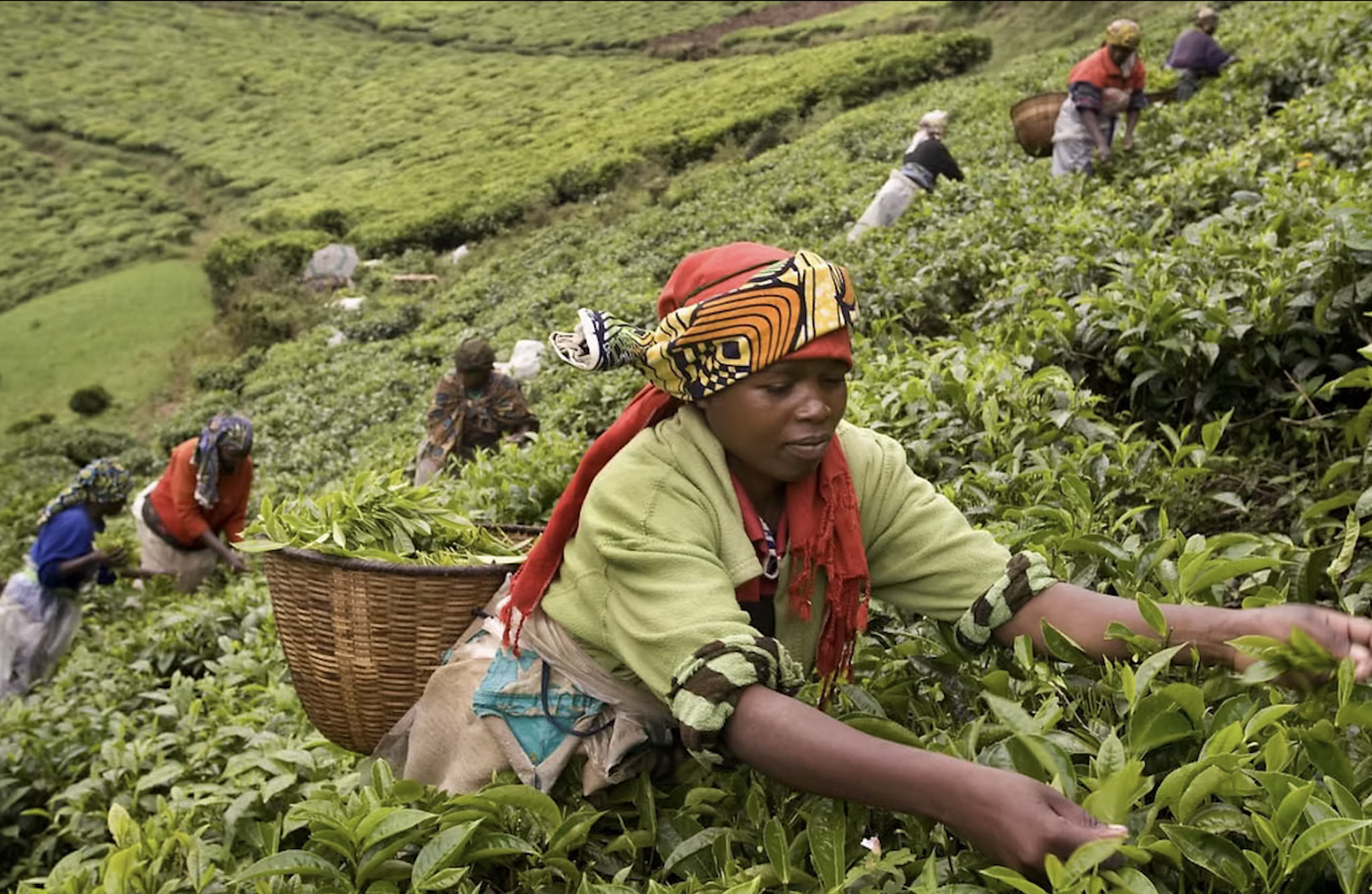 Women working on the farm - Hyperlocal Rwanda