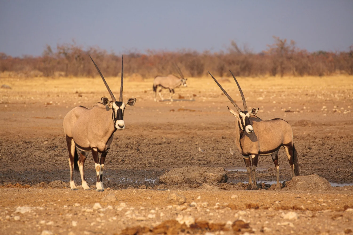 Etosha National Park