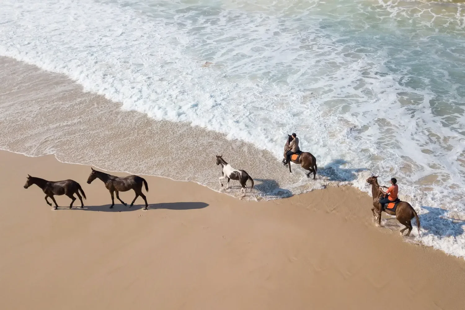 Horses