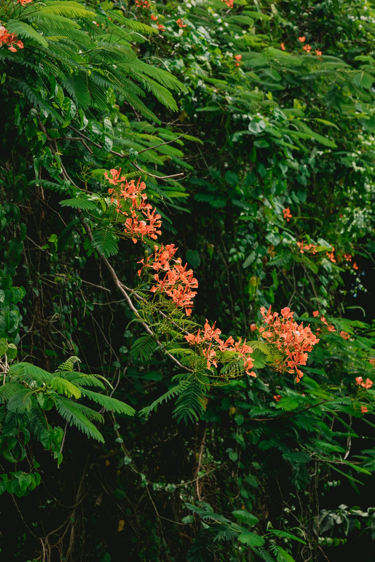 Pink tropical flowers growing on a vine among lush green leaves in a jungle or forest setting.
