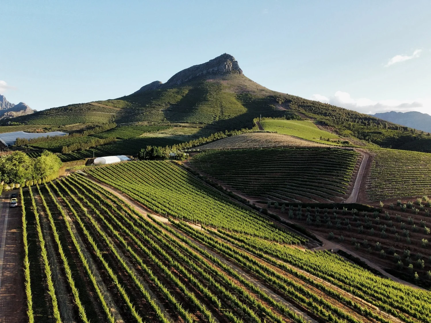 Vineyard with rows of green grapevines on rolling hills and a mountain in the background under a clear sky.
