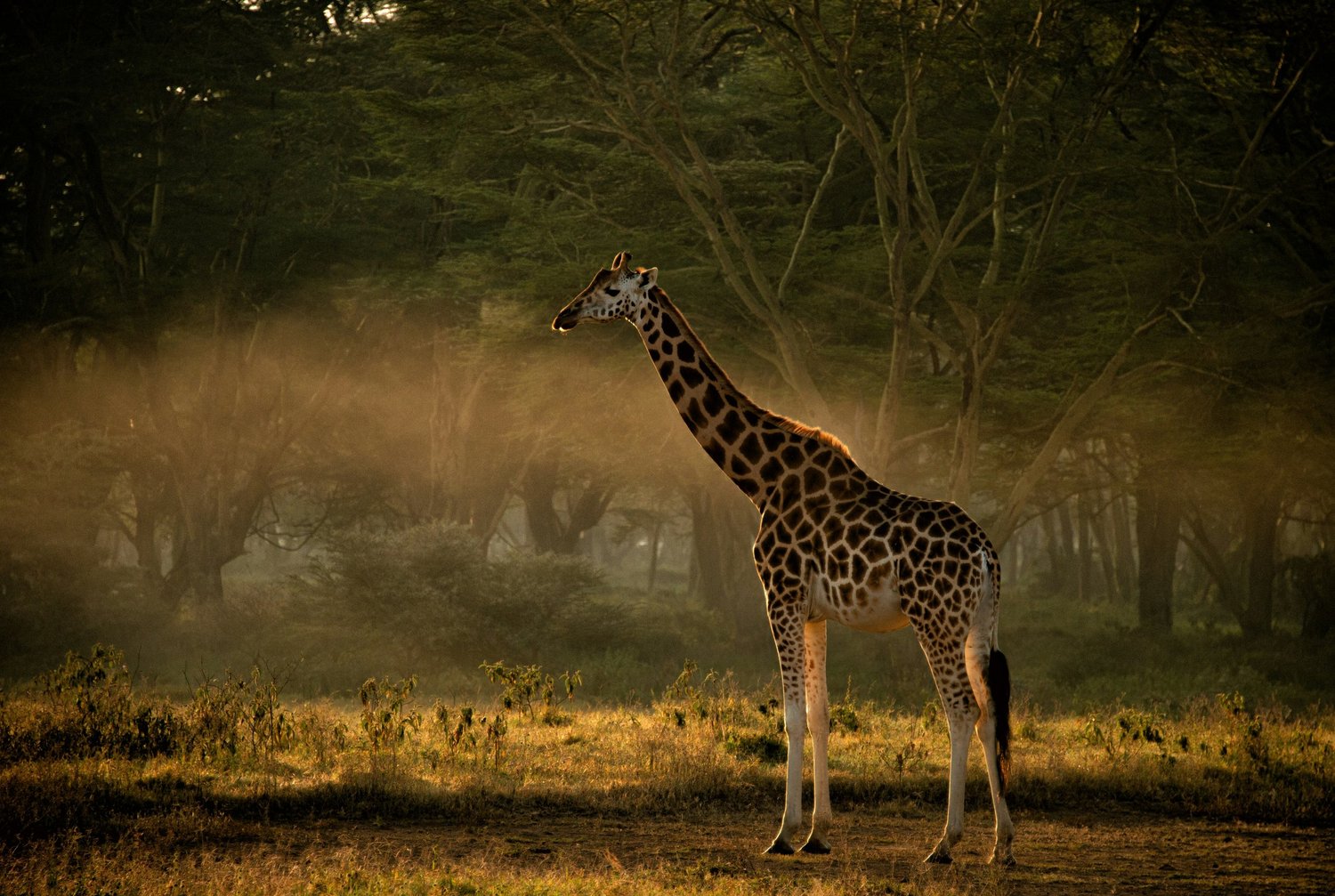 Yankari National Park - Hyperlocal World Safari