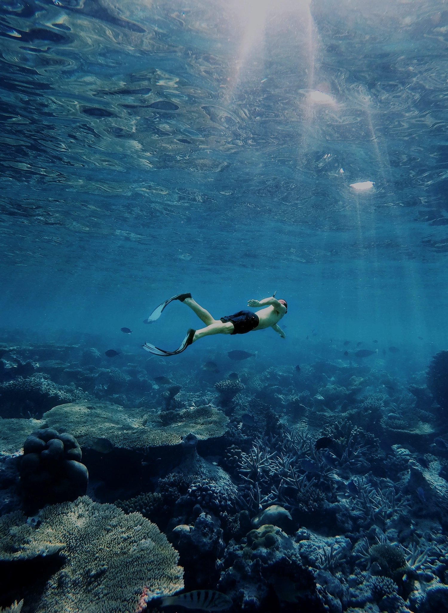A person swimming underwater above a colorful coral reef.