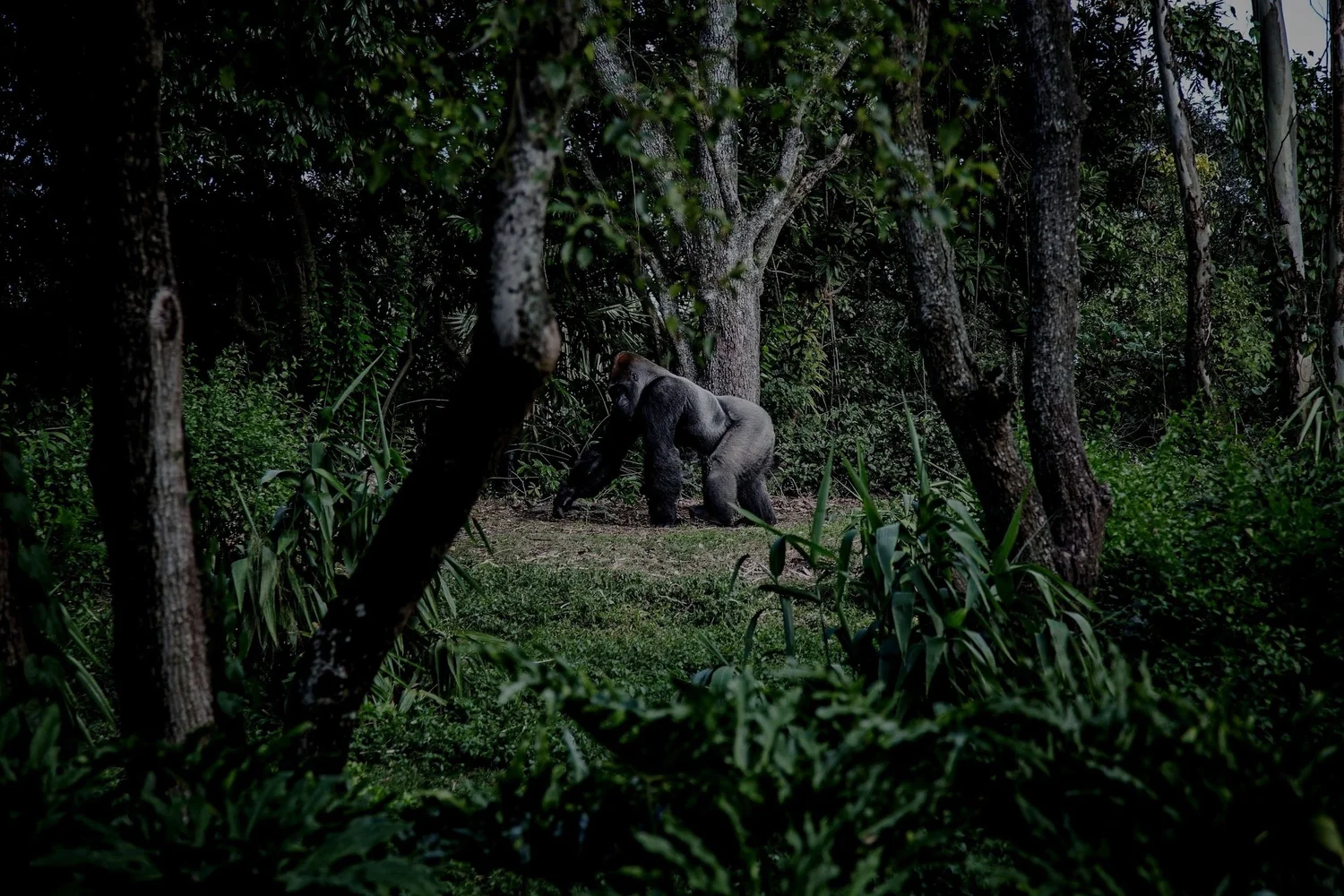 A gorilla in a forested area surrounded by trees and green foliage.