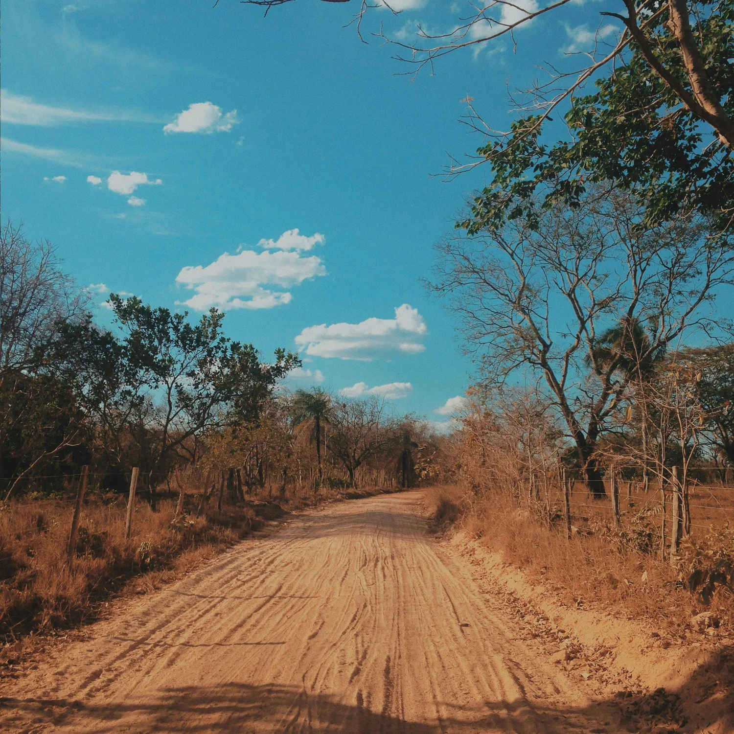 Gorongosa National Park - Hyperlocal Safari
