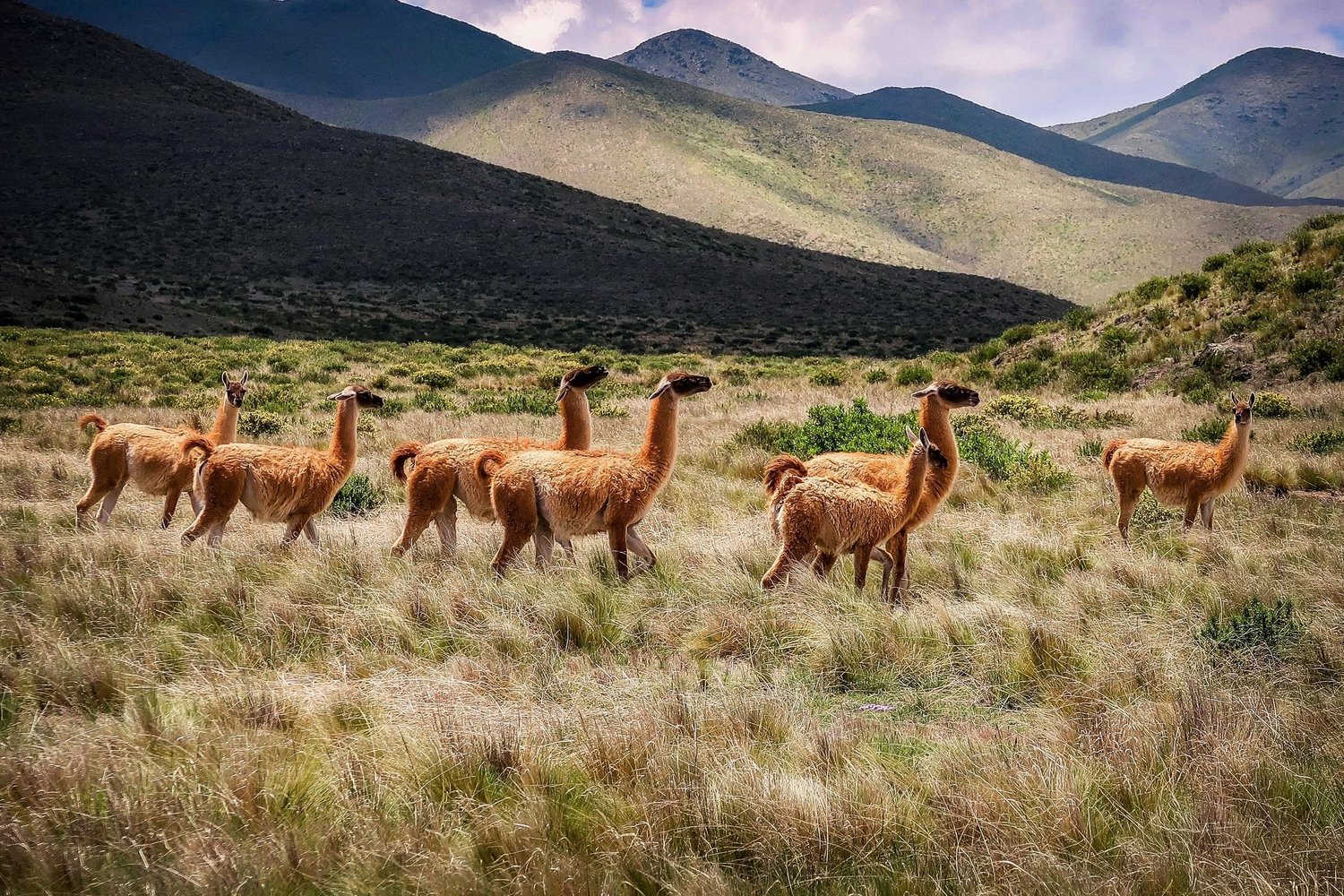Group of seven llamas walking through a grassy field with mountains in the background.