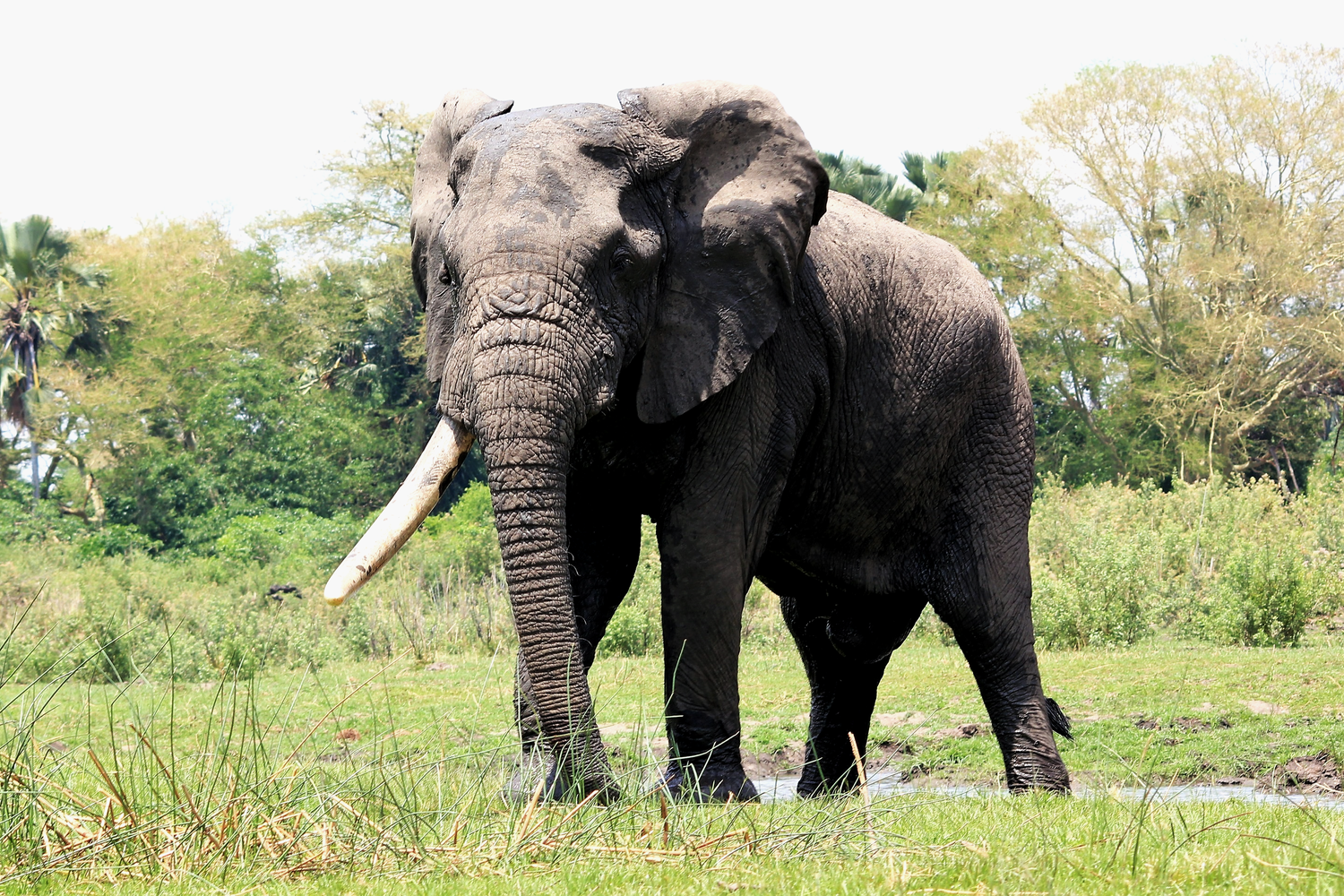 An adult elephant standing in a grassy field with trees in the background under a clear sky.